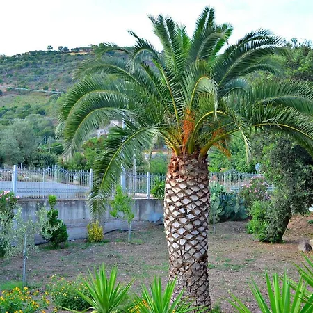 Sarrala's Tertenia